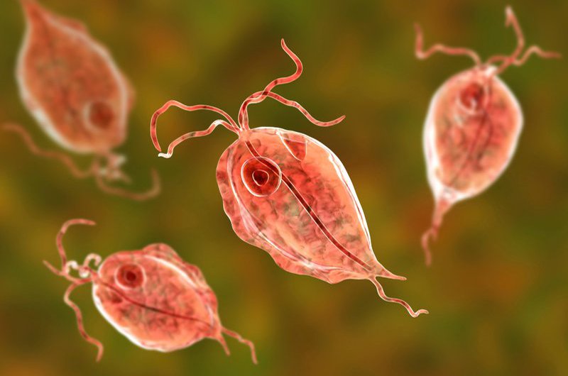 Những loại ký sinh trùng phổ biến và cách chúng lây nhiễm cho con người?
