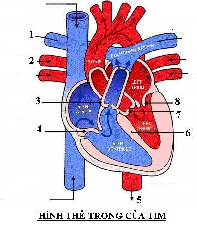 Giải phẫu tim là gì?

