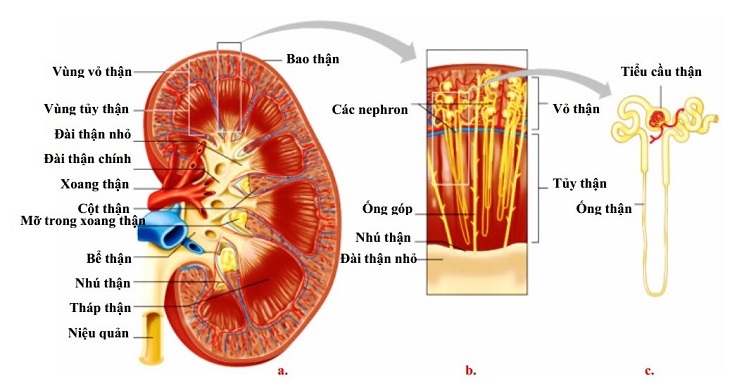 Chức Năng Sinh Lý Của Thận: Khám Phá Những Điều Thú Vị